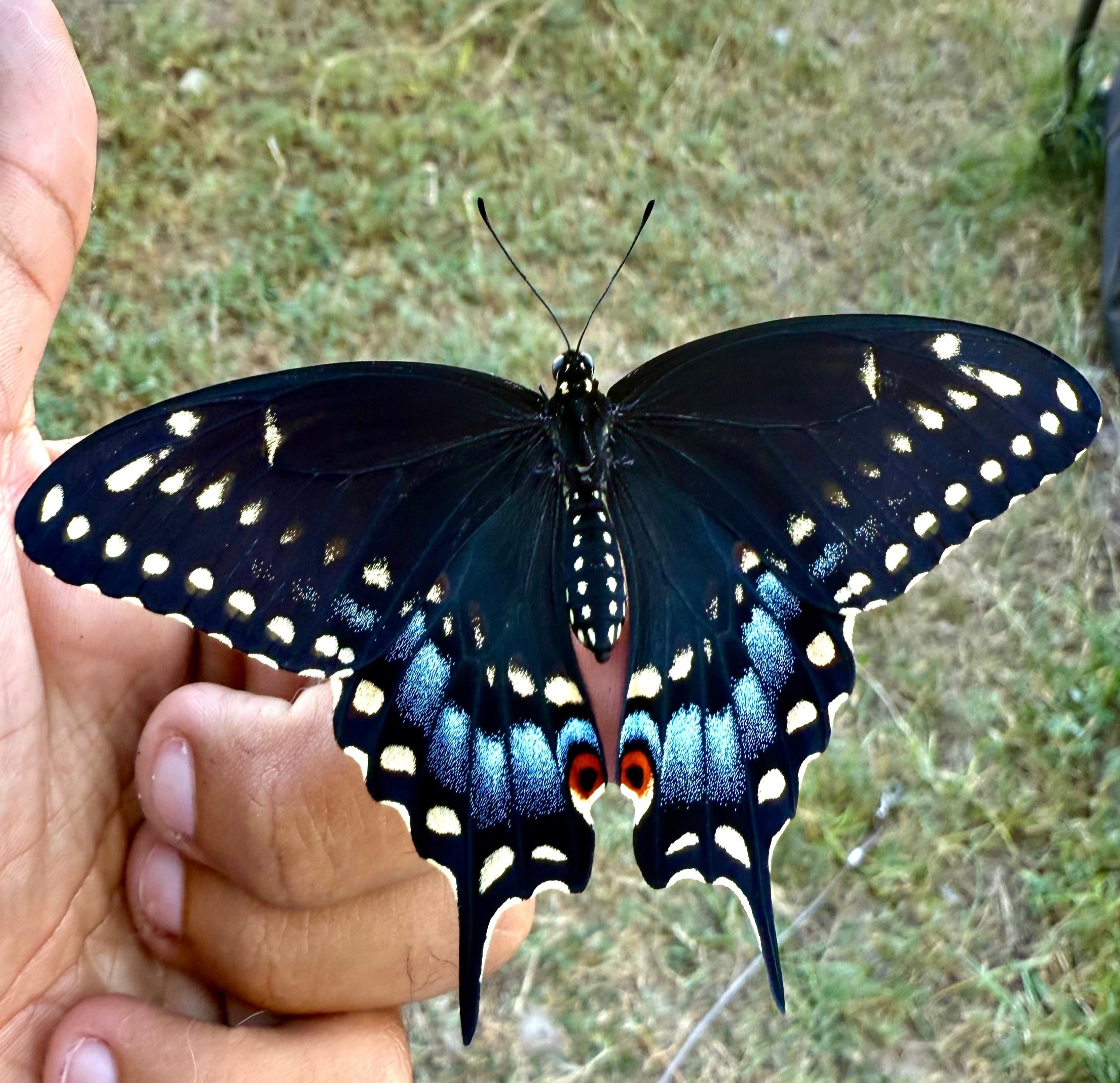 Butterfly Pupae
