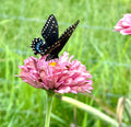 Black Swallowtail Butterfly Eggs