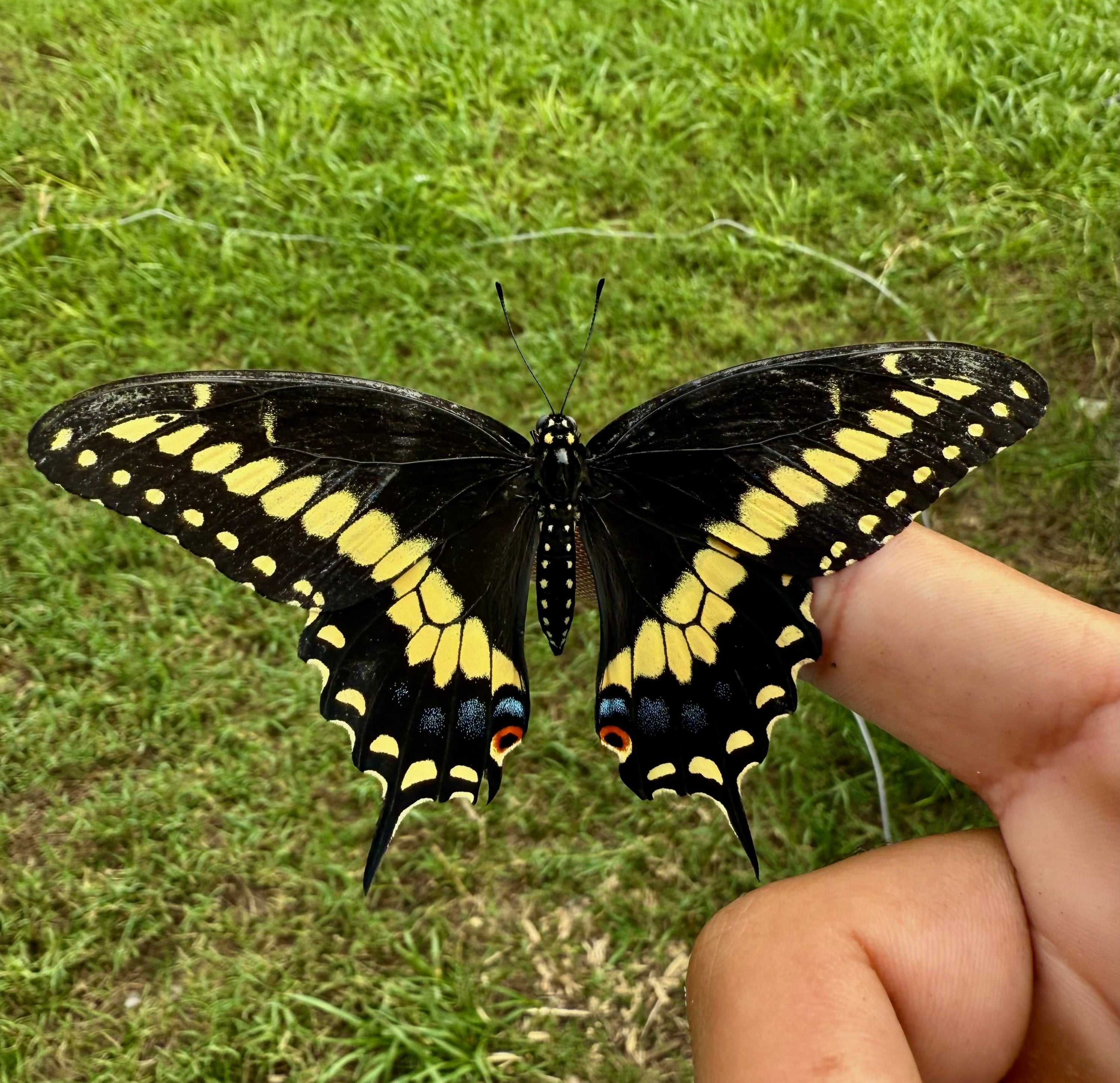 Black Swallowtail Butterfly Eggs