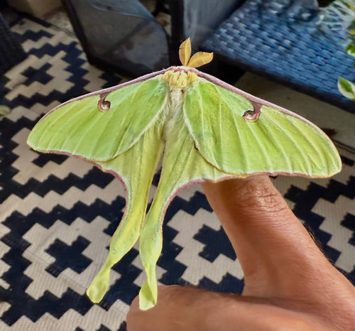 Luna Moth Cocoons
