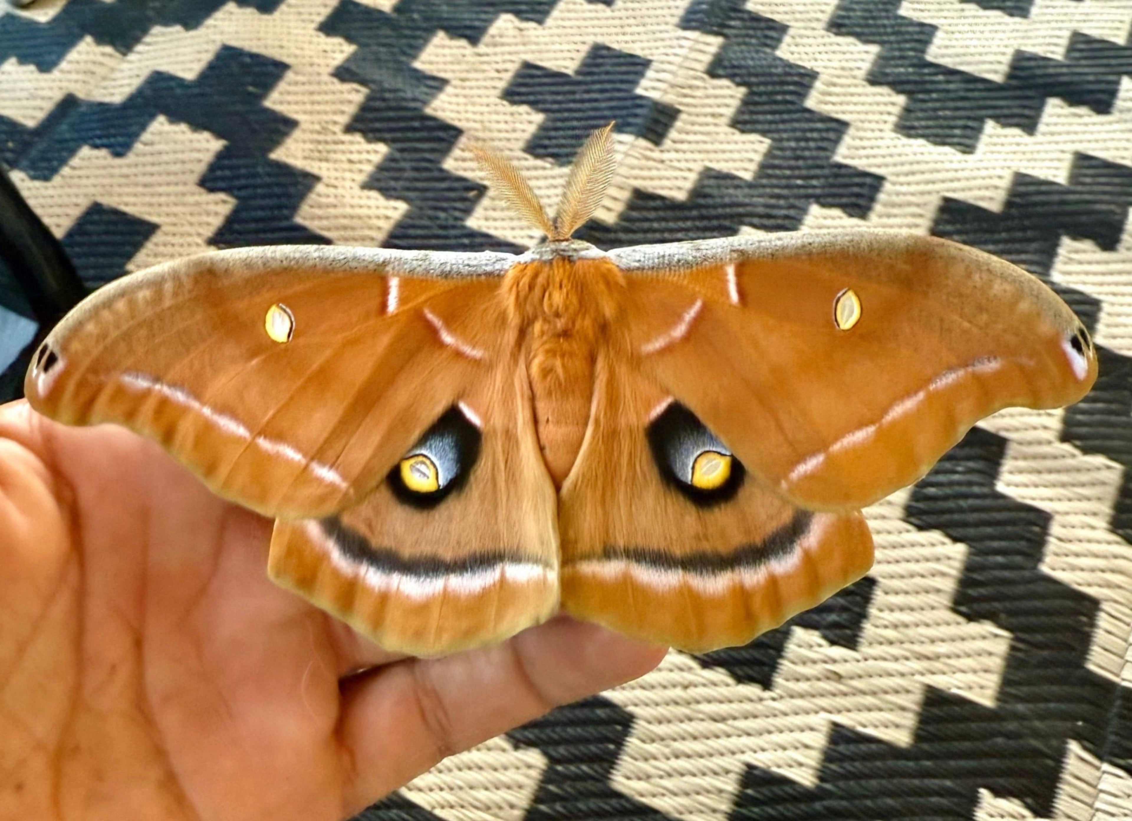 Polyphemus Moth Cocoons